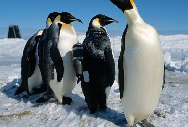 crittercam-penguin-990_17696_600x450